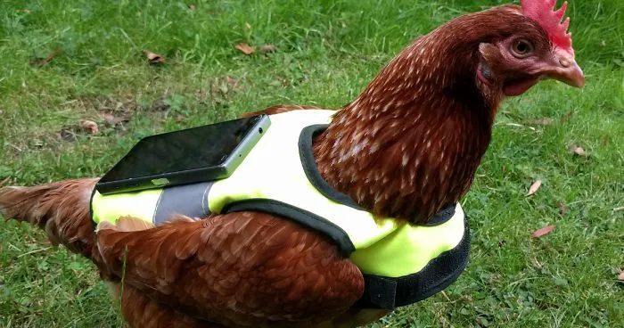 "There's Something Poetic About Having A Chicken Hatch My Eggs For Me"