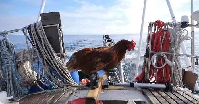 Chicken Sails Around The World With Her Human (VIDEO)
