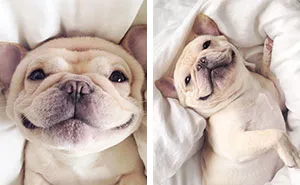 Meet Milo, A Narcoleptic Bulldog Who Will Make You Say "Awww"