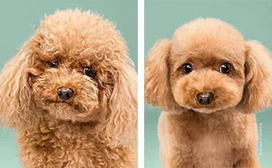 Dogs Before And After Their Haircuts (16 Pics)