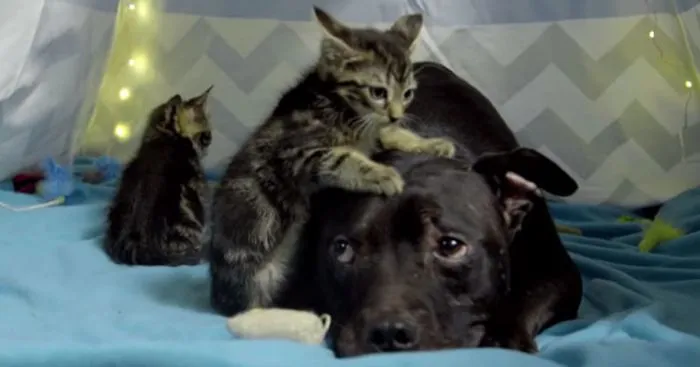 Pit Bull Rescued From Dog Fighting Ring Now Spends His Days Cuddling Kittens