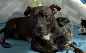 Pit Bull Rescued From Dog Fighting Ring Now Spends His Days Cuddling Kittens