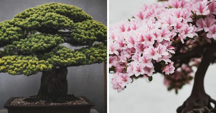 I Spent 2 Years Capturing The Beauty Of Bonsai Trees