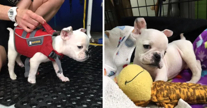 Frenchie Puppy With Fluid On The Brain Fights To Be Able To Live A Good Life