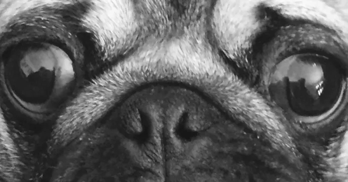 The Pug Brothers