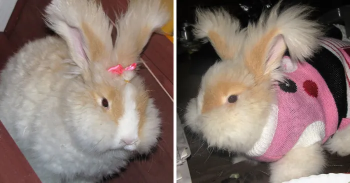 Friendly Angora Bunny Helps Its Kitty Siblings Stay In Shape