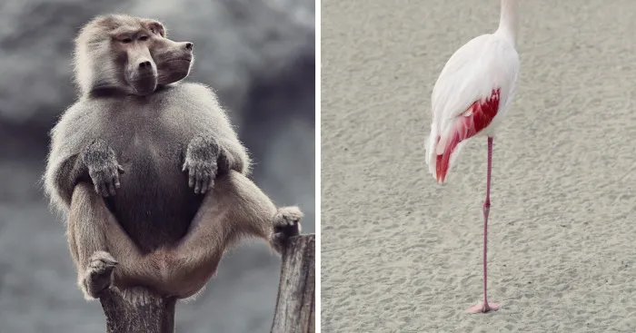 Artificial Life: My Transformation Of The Zoo