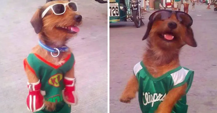 Dog Who Takes Long Walks In His Hind Legs Eyes Guinness World Record