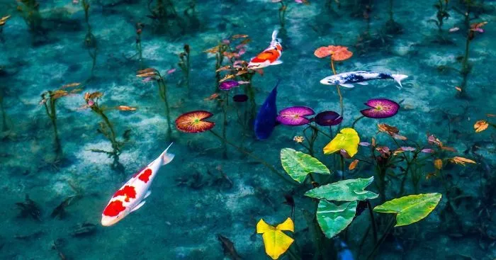 'Monet's Pond' In Japan That Looks Like Monet's Paintings