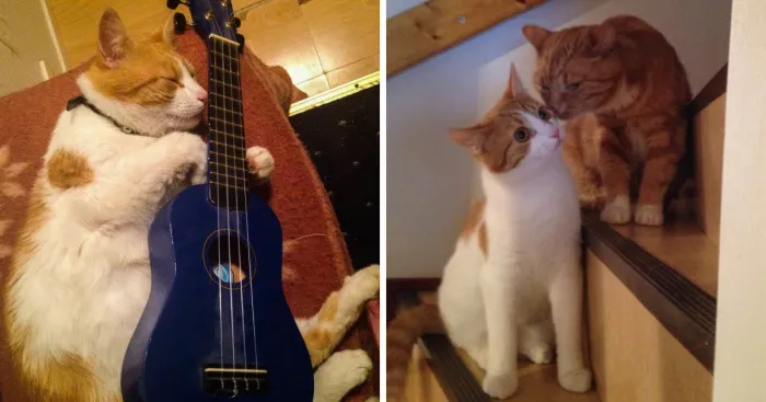 Nihilistic And Depressed Cat Holding Various Things