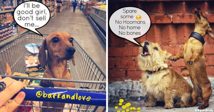 We Became Friends Because Of Our Puppies And Now We Make Comics About Their Friendship