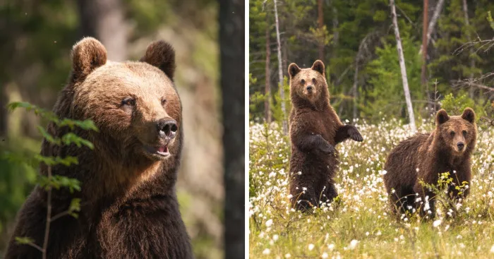 I Lived With 40 Bears For 3 Days To Capture These Images