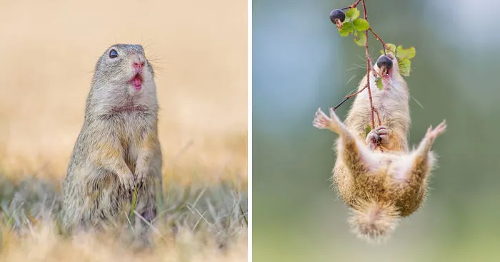 Photographer Captures The Fun Side Of Ground Squirrels