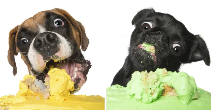 Photographer Captures Dogs Eating Cakes And It's Amusing