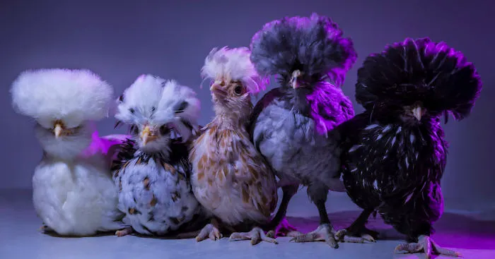 I Photograph Model-Like Portraits Of Stylish Chickens