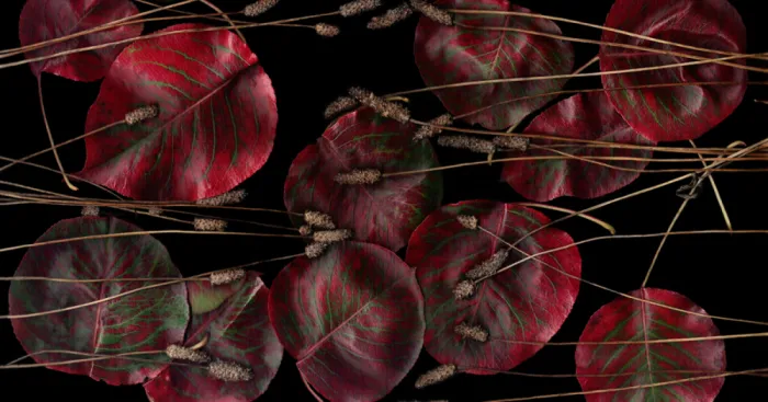 I Use My Scanner To Immortalize Leaves And Flowers