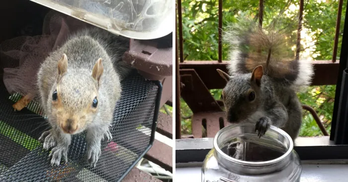 This Squirrel Showed Up On My Fire Escape And She Wasn't Alone