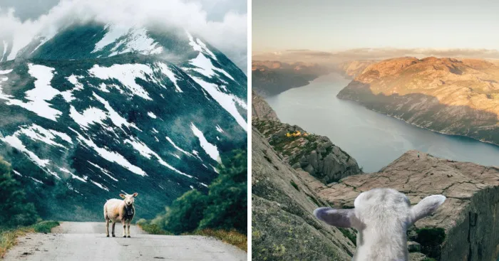 We Dedicated An Instagram Profile To The Newest Norwegian Tourism's Mascots - Sheep