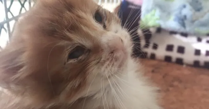 This Kitty Made A Full Recovery From The Brink Of Death
