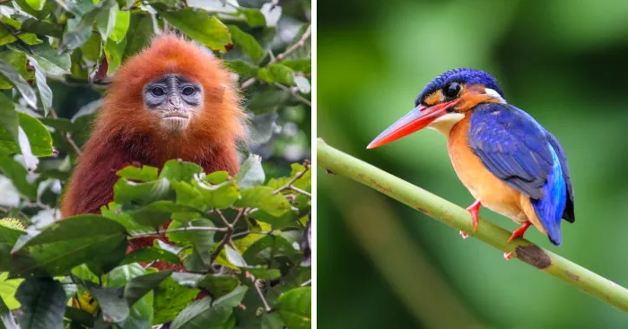 I've Been Exploring Borneo Rainforest And Here Are My Jungle Friends That Need Our Protection