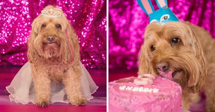 My Rescued Dog Chessie The Superstar Just Celebrated Her 8th Birthday With A Cake