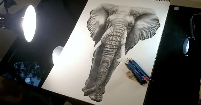 African Elephant Drawing Time-Lapse Video
