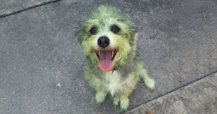 Can You Guess Which Dog Helped Mow The Lawn?