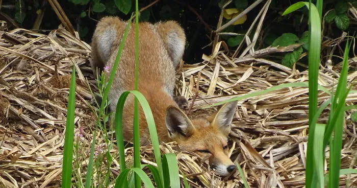A Cheeky Fox Sunbathing By The Canal In Somerset