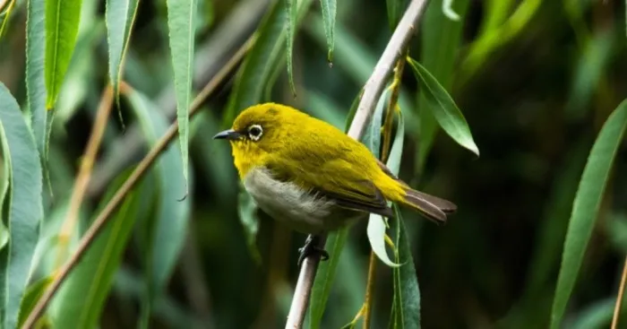 I Spent 20 Days In Forests And Captured These!