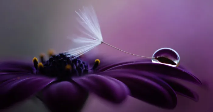 My Macro Photograph Of A Flower With Drop