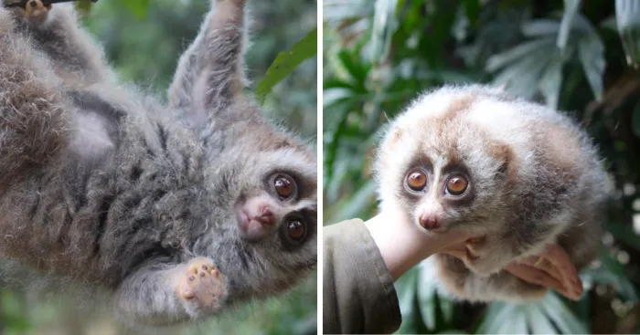 I Photographed Gorgeous Lorises To Raise Awareness About Loris Pet Trade