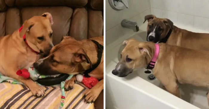 We Adopted Two Dog Sisters From A Local Shelter