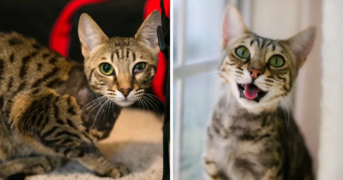 After Surviving A Coyote Attack, My Adopted Cat Kaia Is Now My Perfect Model