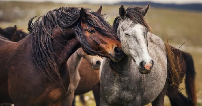 Photographing Wild Horses Has Left Me In Peace