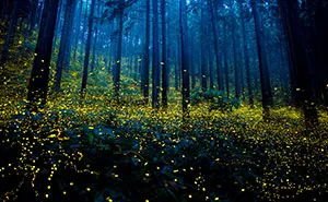 Surreal Photos Of Fireflies From Japan’s 2016 Summer