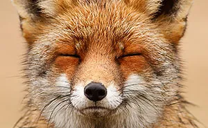 Faces of Foxes: Photographer Proves That Every Fox Has Different Personality