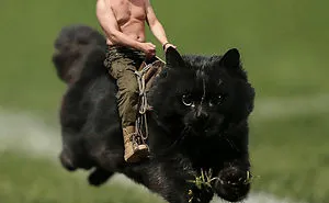 Cat Interrupts A Rugby Game, Internet Responds (PS Battle)