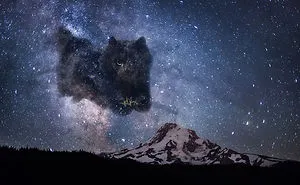Cat Interrupts A Rugby Game, Internet Responds (PS Battle)
