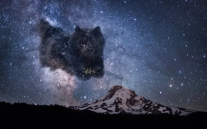 Space Cat