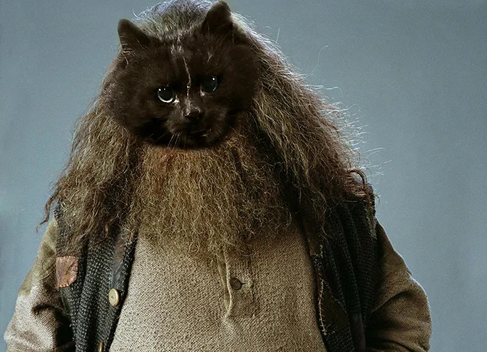 You're A Cat, Harry!