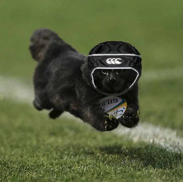 Cat Running Through Game
