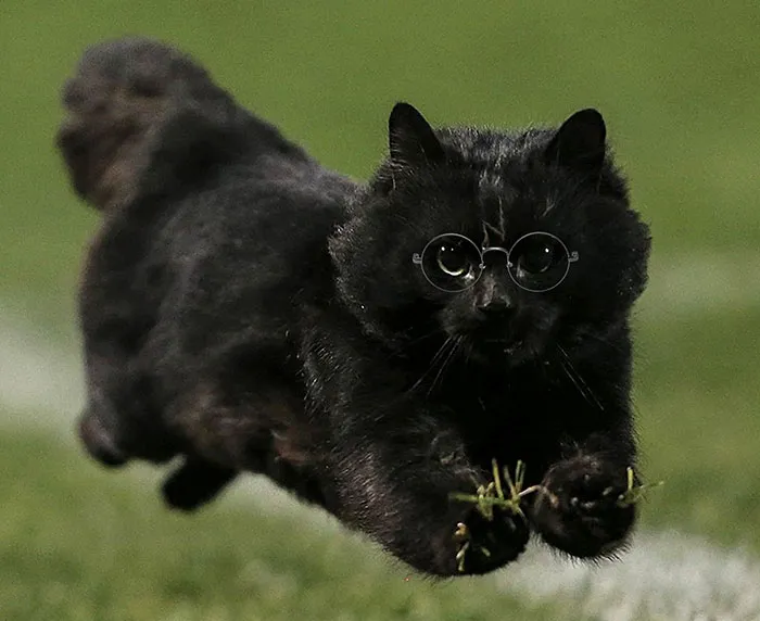 Your Are Wizard