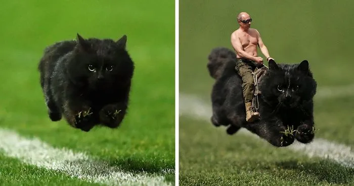 Cat Interrupts A Rugby Game, Internet Responds (PS Battle)