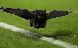 Cat Interrupts A Rugby Game, Internet Responds (PS Battle)