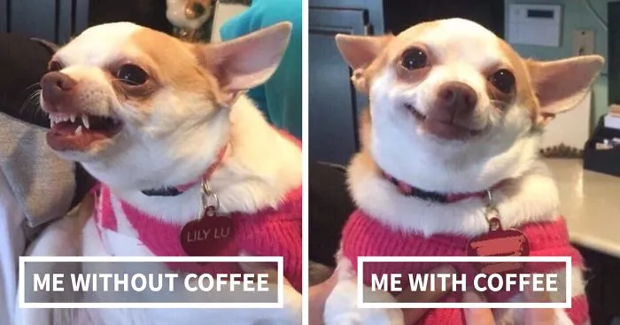 58 Tweets That People Who Can't Live Without Coffee Will Understand