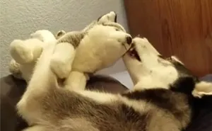 Why Don't You Play With Me?