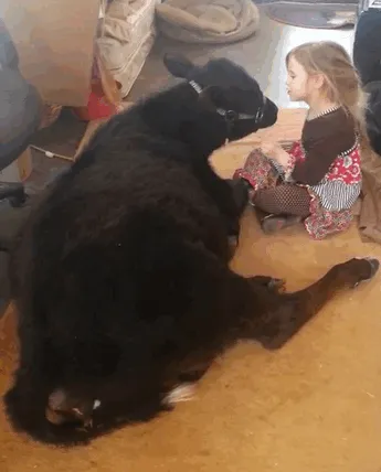 This 5-Year-Old Girl Sneaked A Baby Cow Into Her Home To Cuddle With It