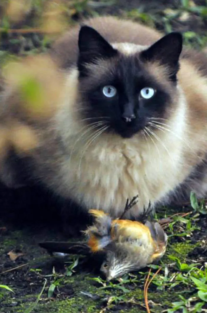 Cat Snack Time