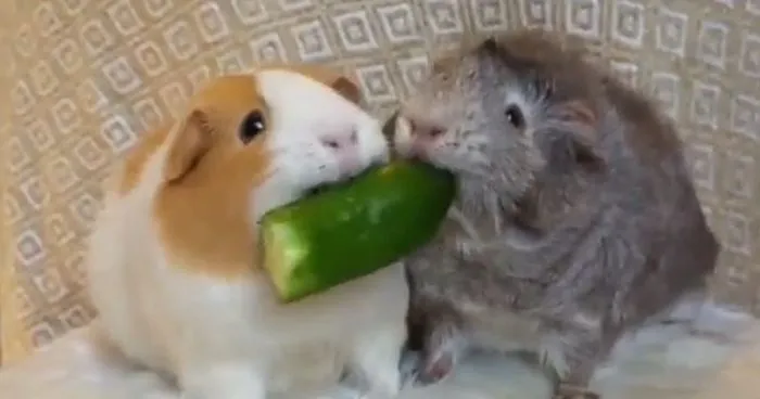 Guinea Pigs Don't Share Food