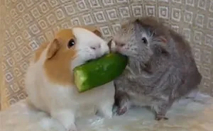 Guinea Pigs Don't Share Food